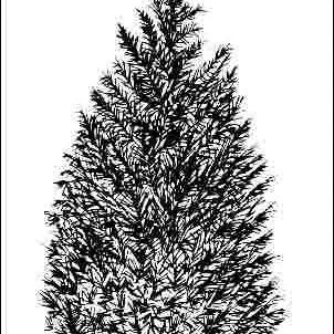 thumbnail for publication: x Hesperotropsis leylandii 'Naylor's Blue': 'Naylor's Blue' Leyland Cypress